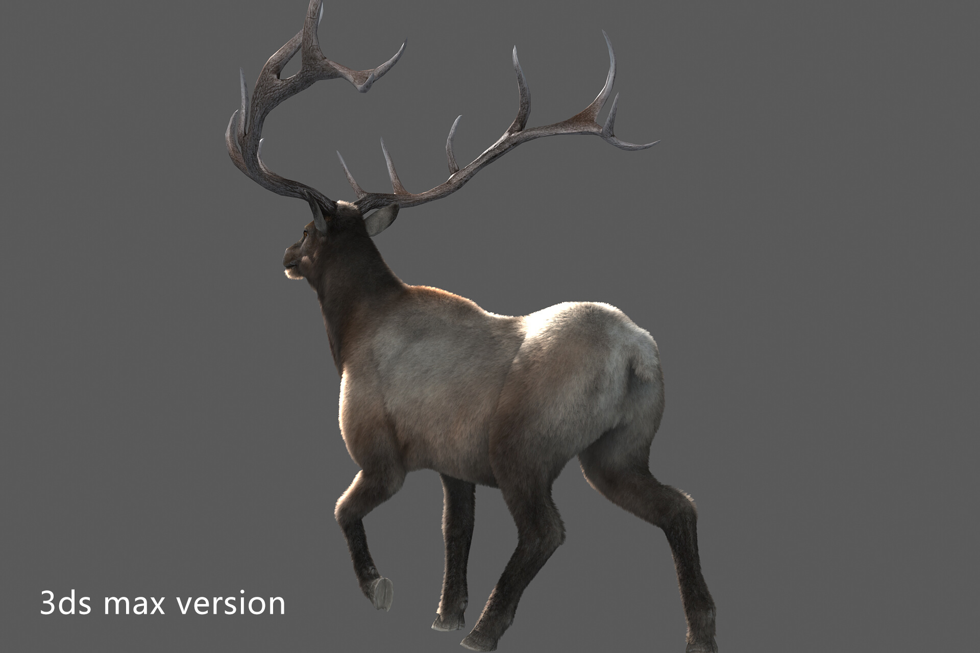 Elaphurus Deer Buck Stag Reindeer Doe 3D Model