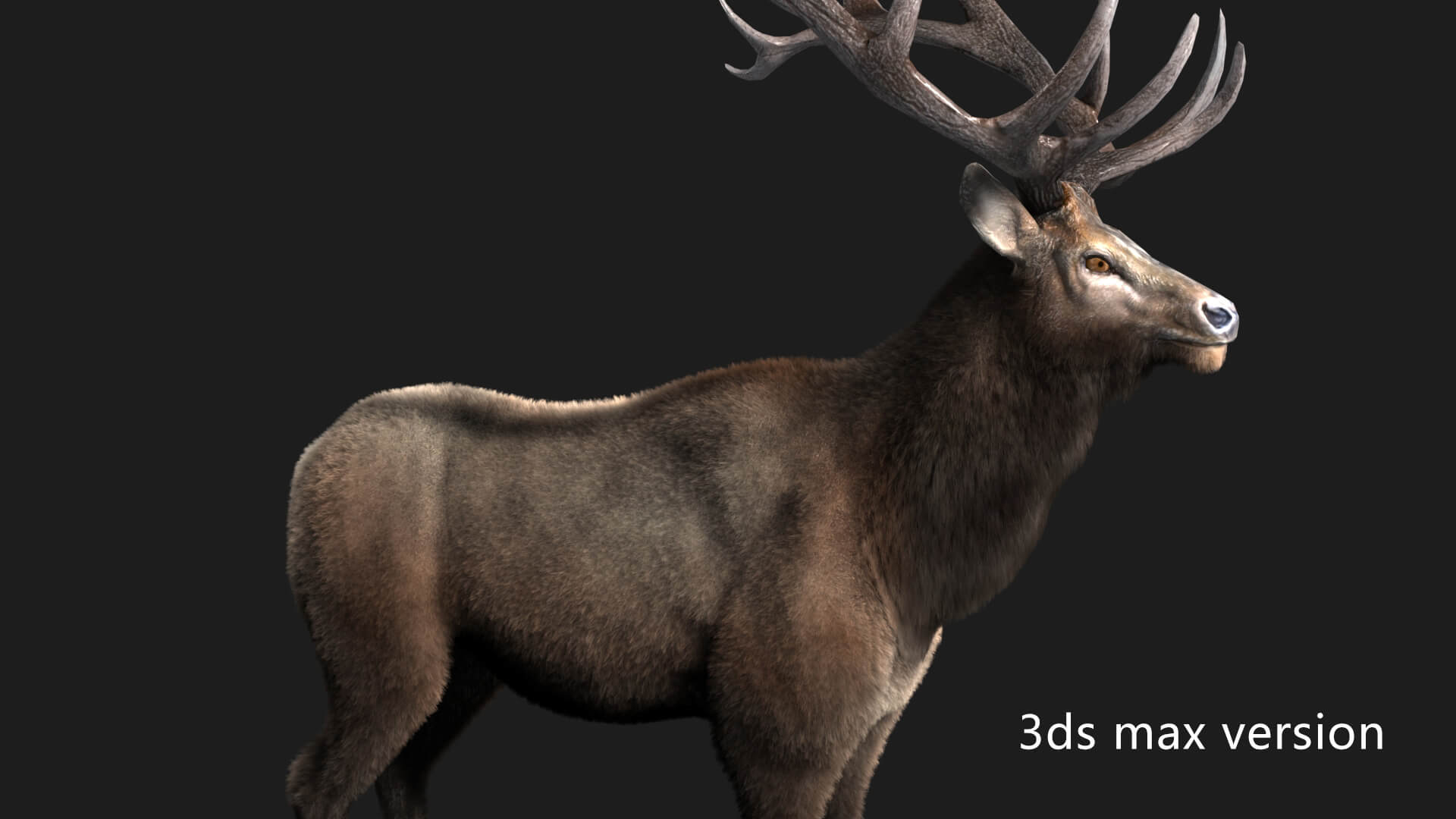 Elaphurus Deer Buck Stag Reindeer Doe 3D Model