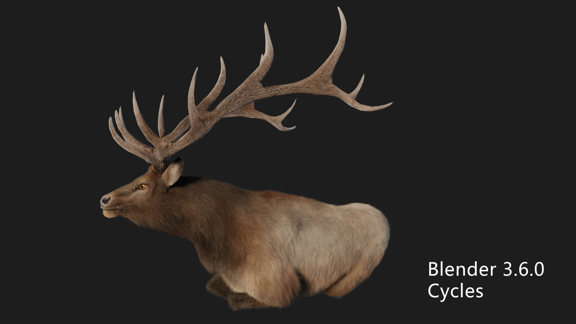 Elaphurus Deer Buck Stag Reindeer Doe 3D Model