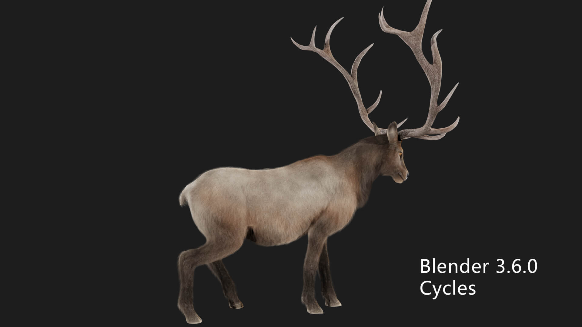 Elaphurus Deer Buck Stag Reindeer Doe 3D Model