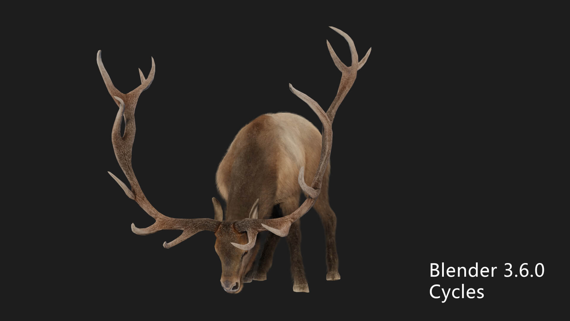 Elaphurus Deer Buck Stag Reindeer Doe 3D Model