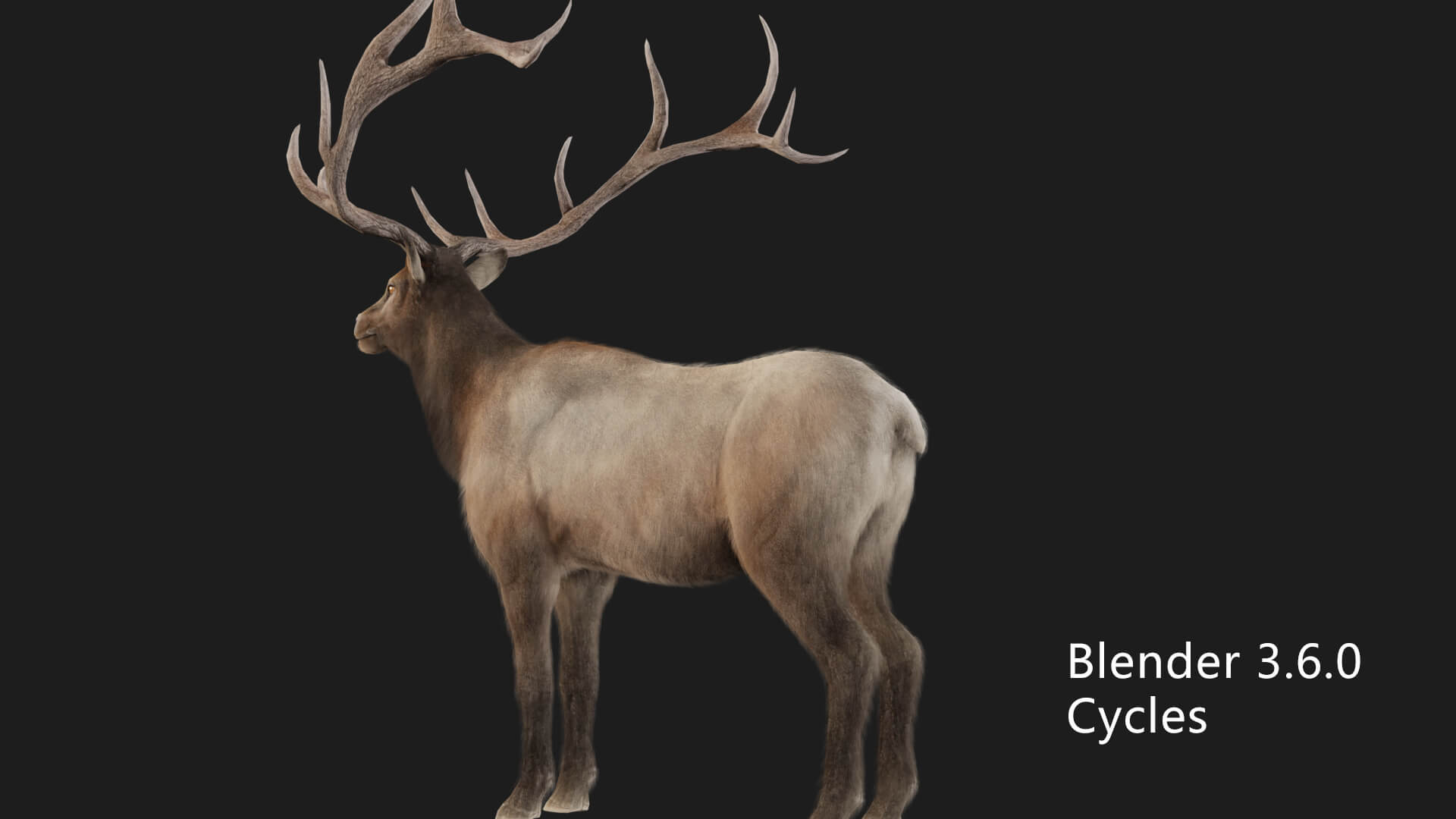 Elaphurus Deer Buck Stag Reindeer Doe 3D Model