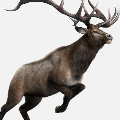 Elaphurus Deer Buck Stag Reindeer Doe