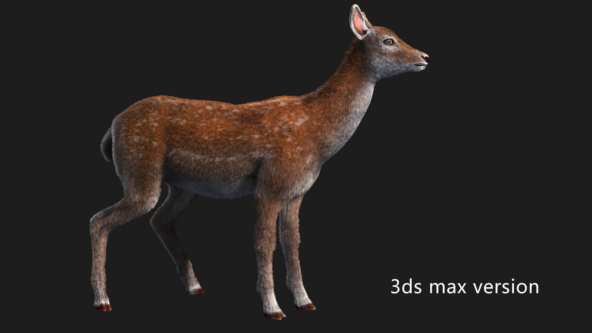 Hair Effect Deer 3D Model