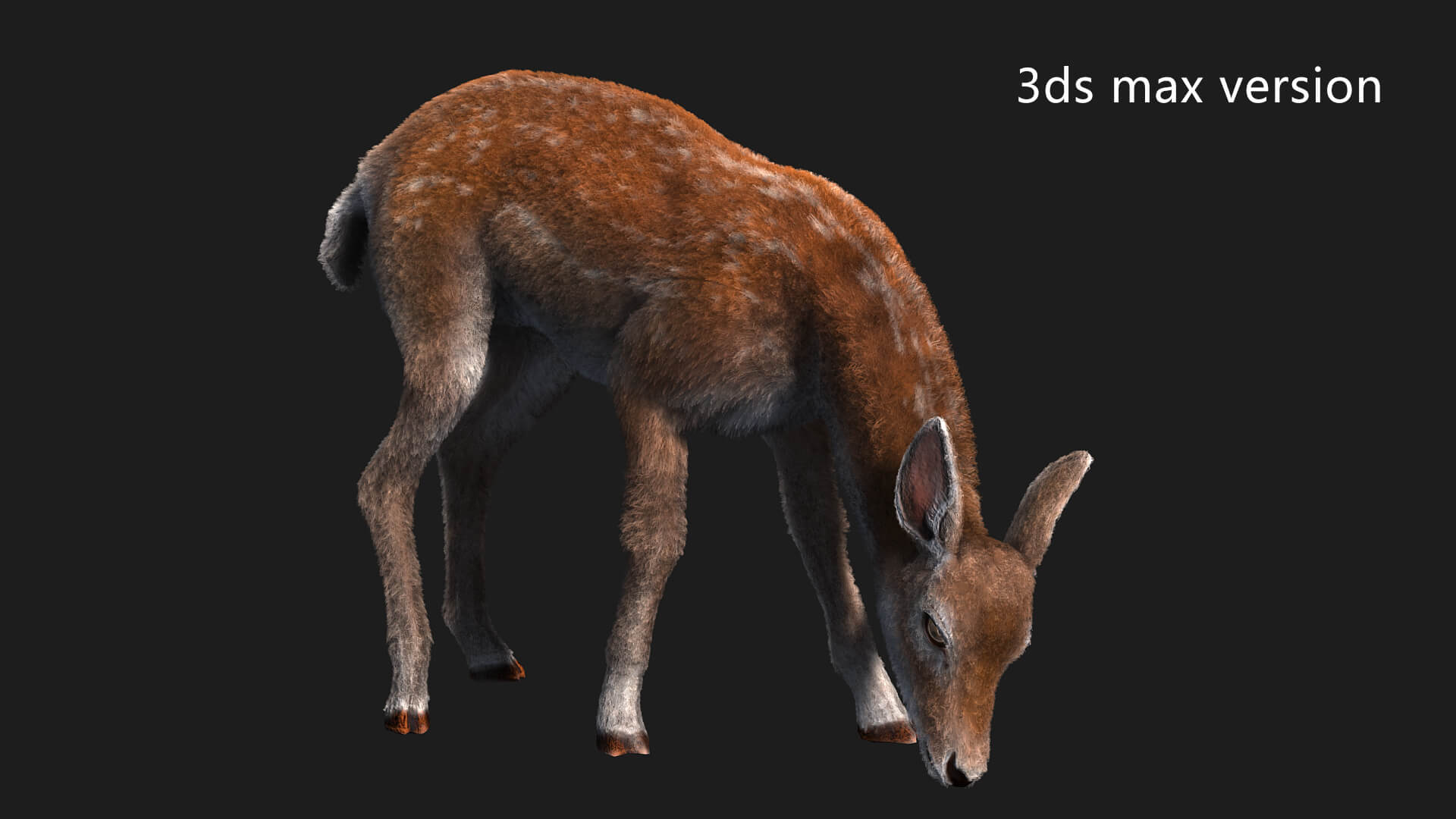 Hair Effect Deer 3D Model