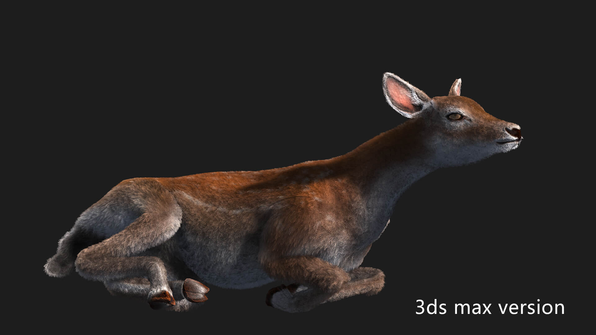 Hair Effect Deer 3D Model