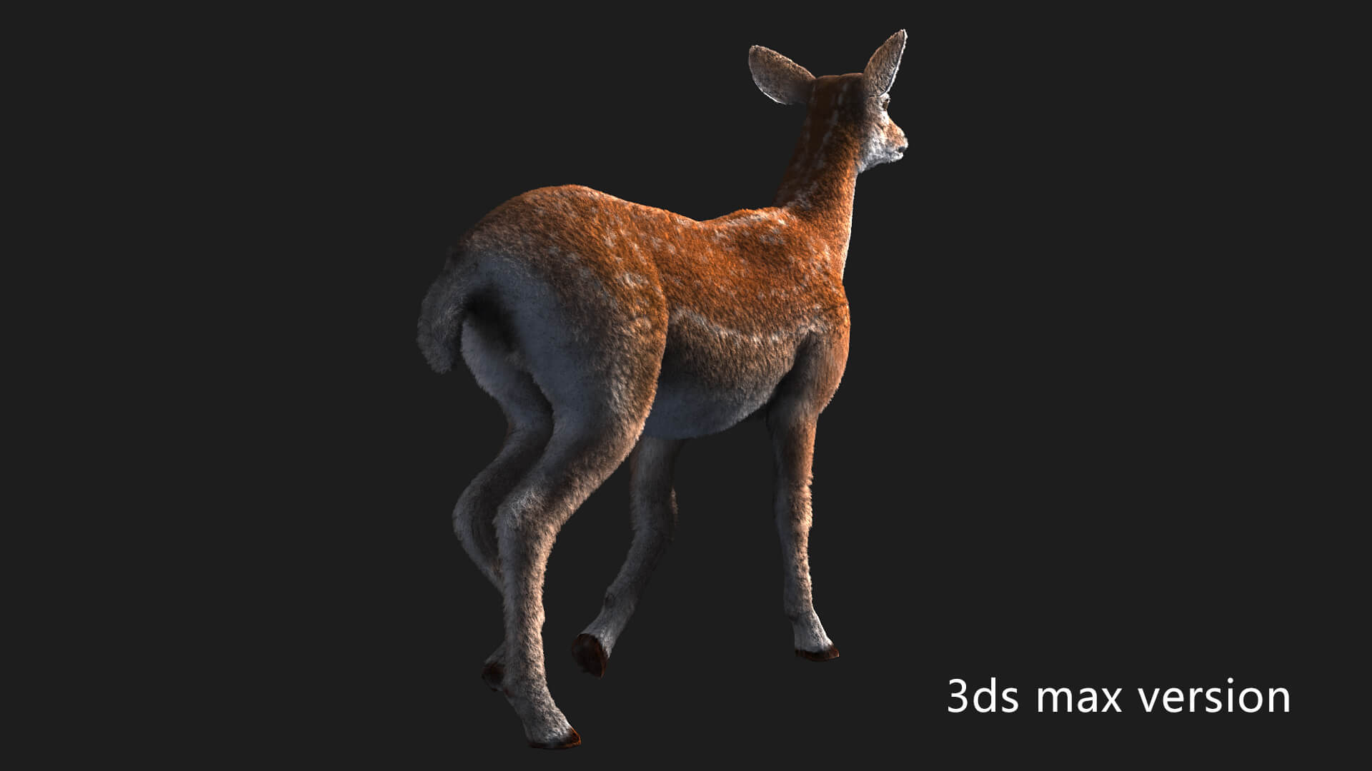 Hair Effect Deer 3D Model