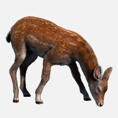 Hair Effect Deer