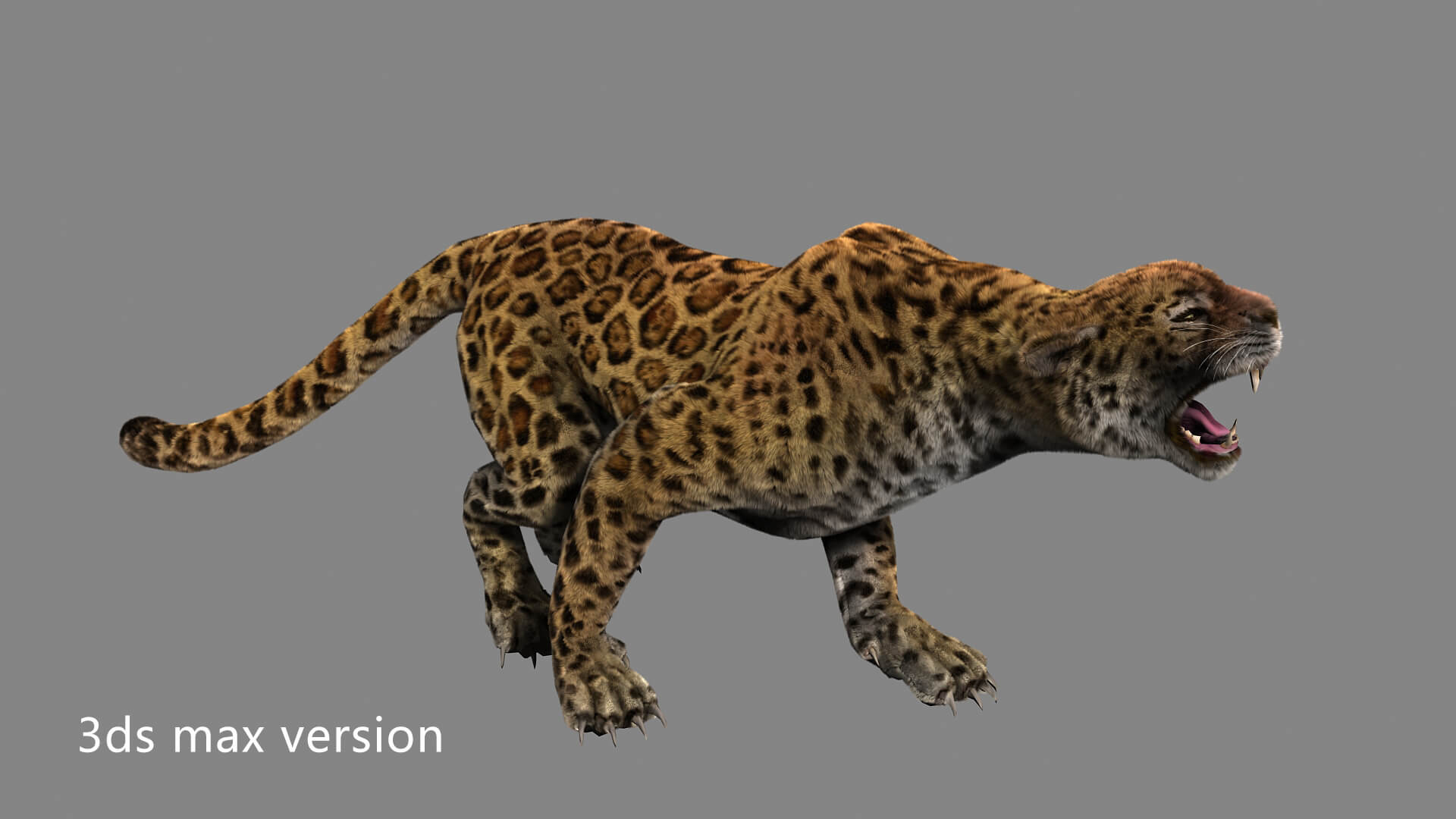 Leopard Panther Puma Jaguar 3D Model