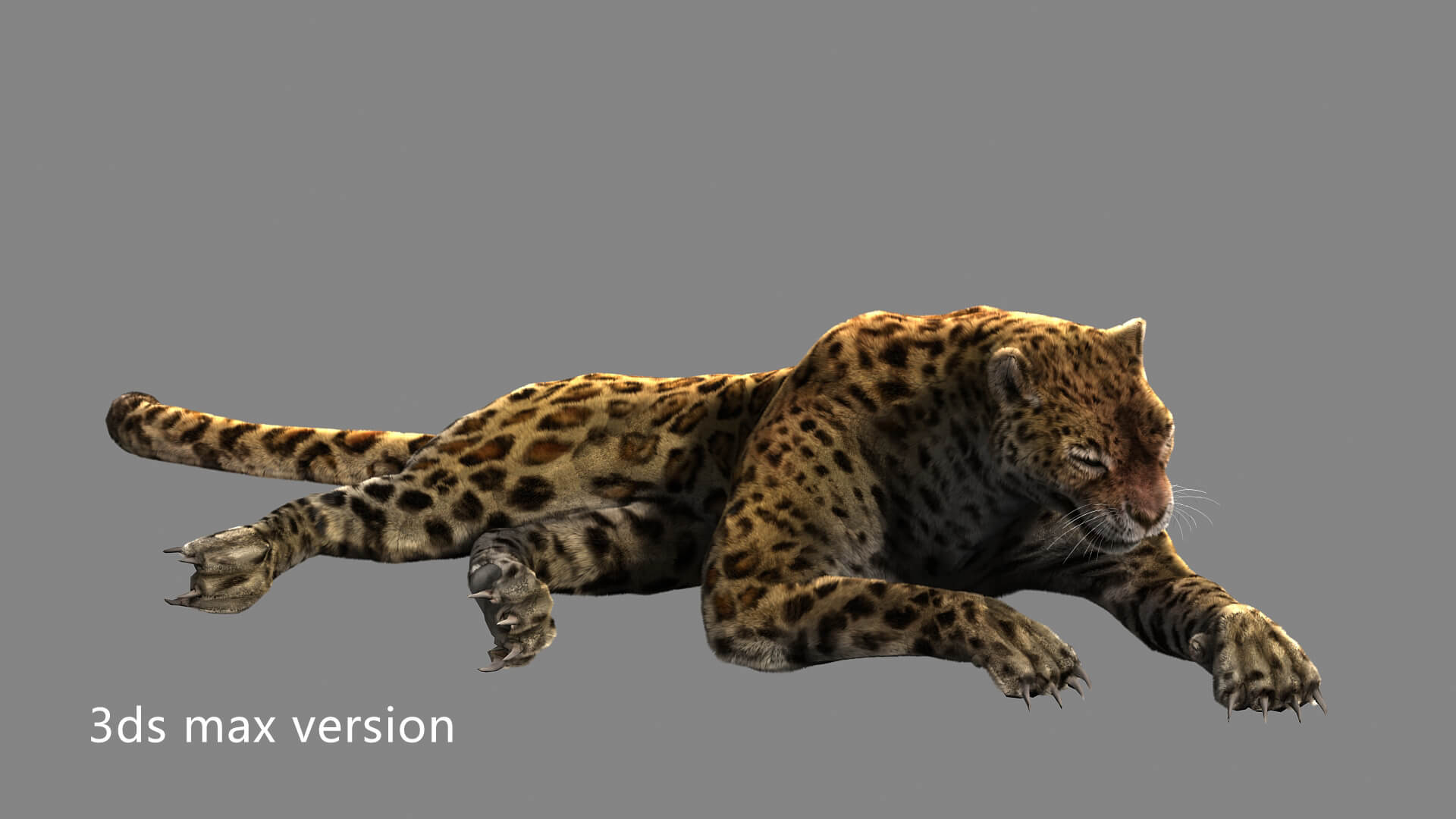 Leopard Panther Puma Jaguar 3D Model