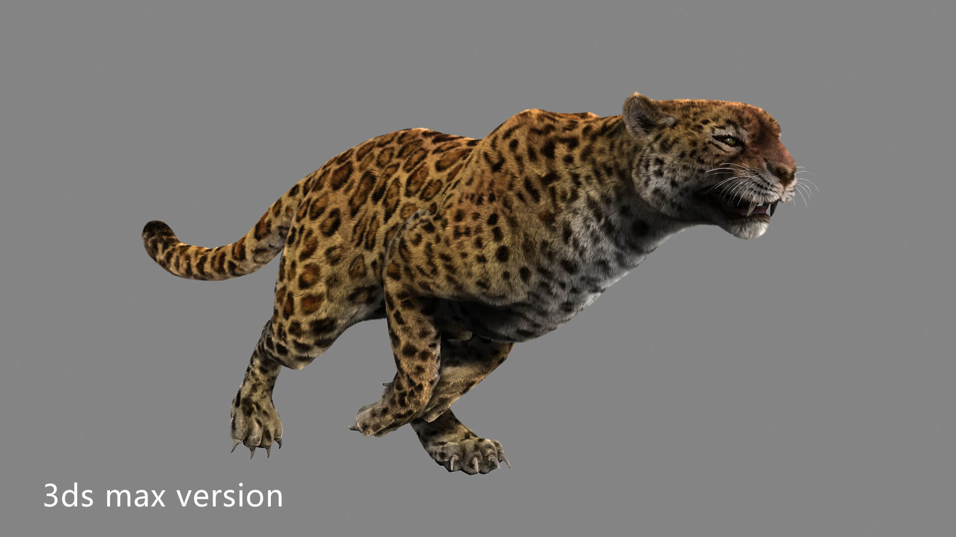 Leopard Panther Puma Jaguar 3D Model