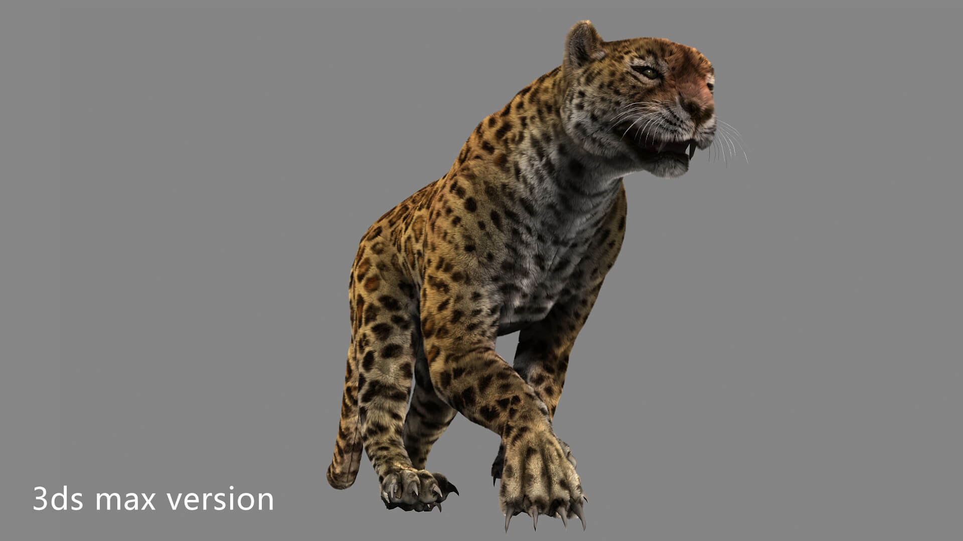 Leopard Panther Puma Jaguar 3D Model