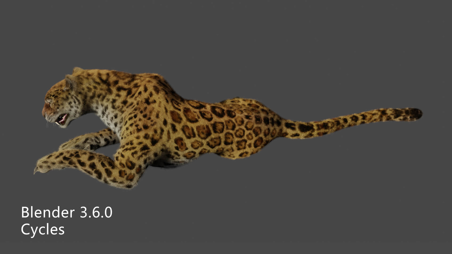 Leopard Panther Puma Jaguar 3D Model