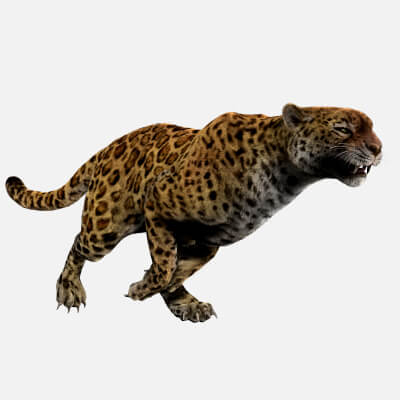 Leopard Panther Puma Jaguar