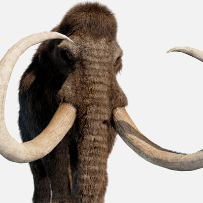 Mammoth Elephant