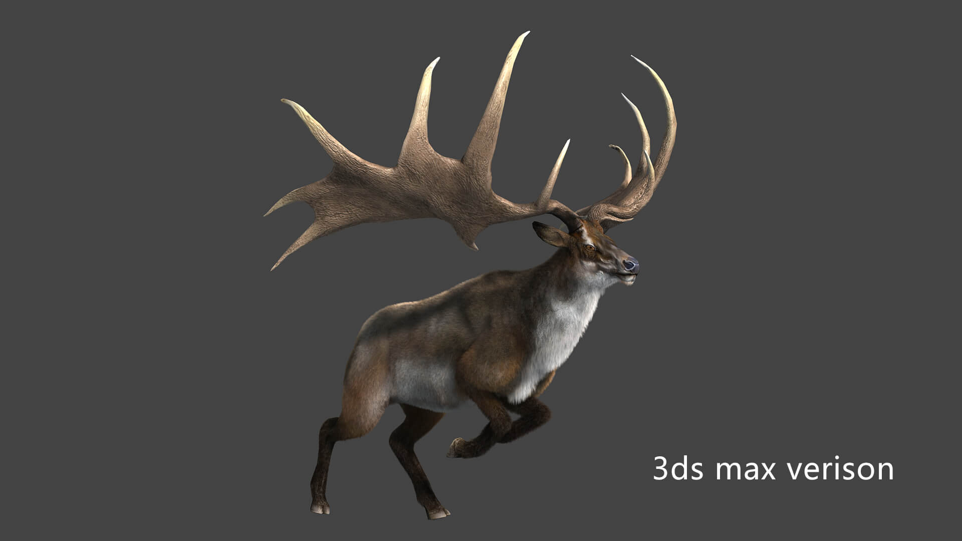 Megaloceros Elk Deer Moose 3D Model