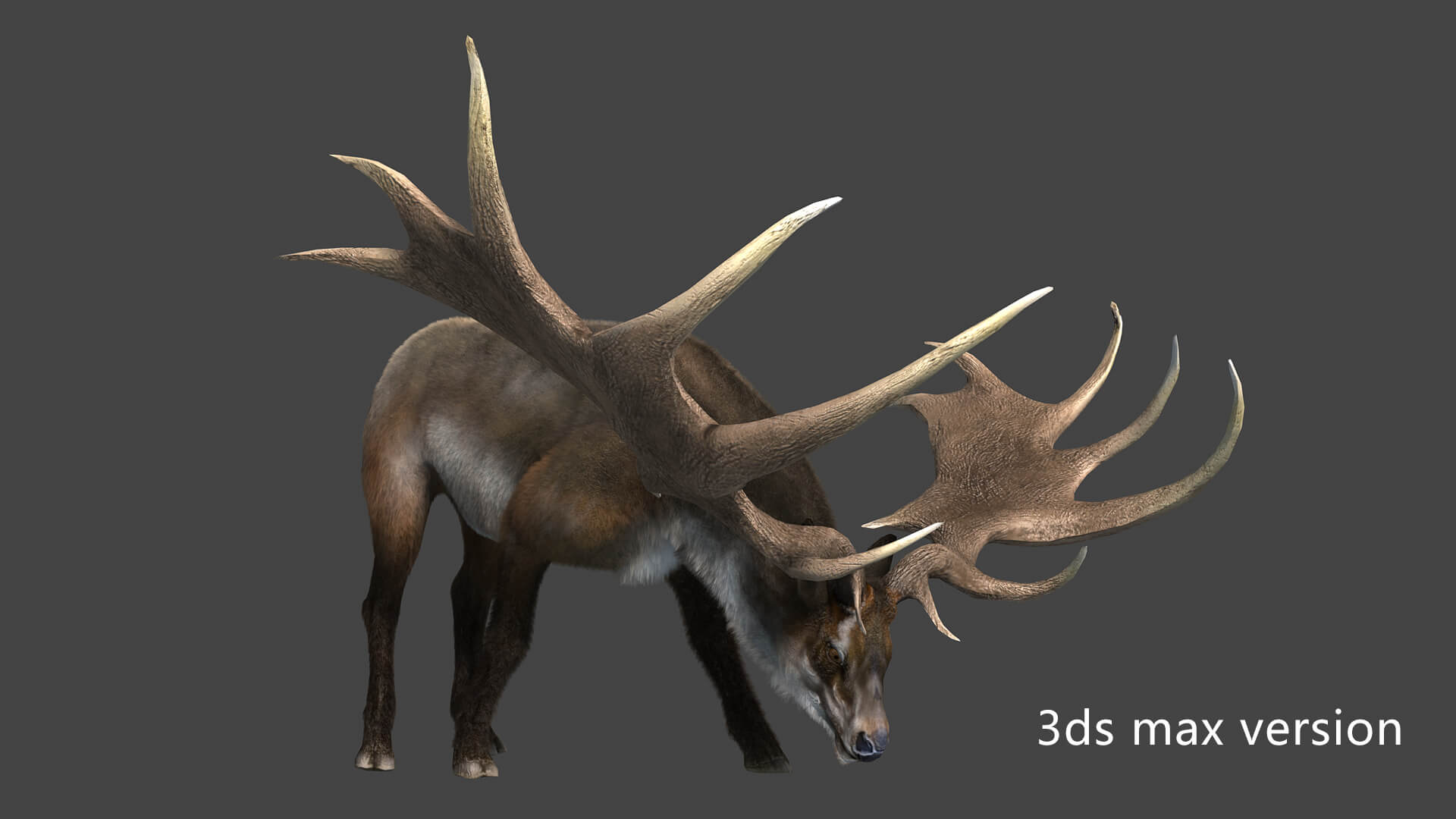 Megaloceros Elk Deer Moose 3D Model