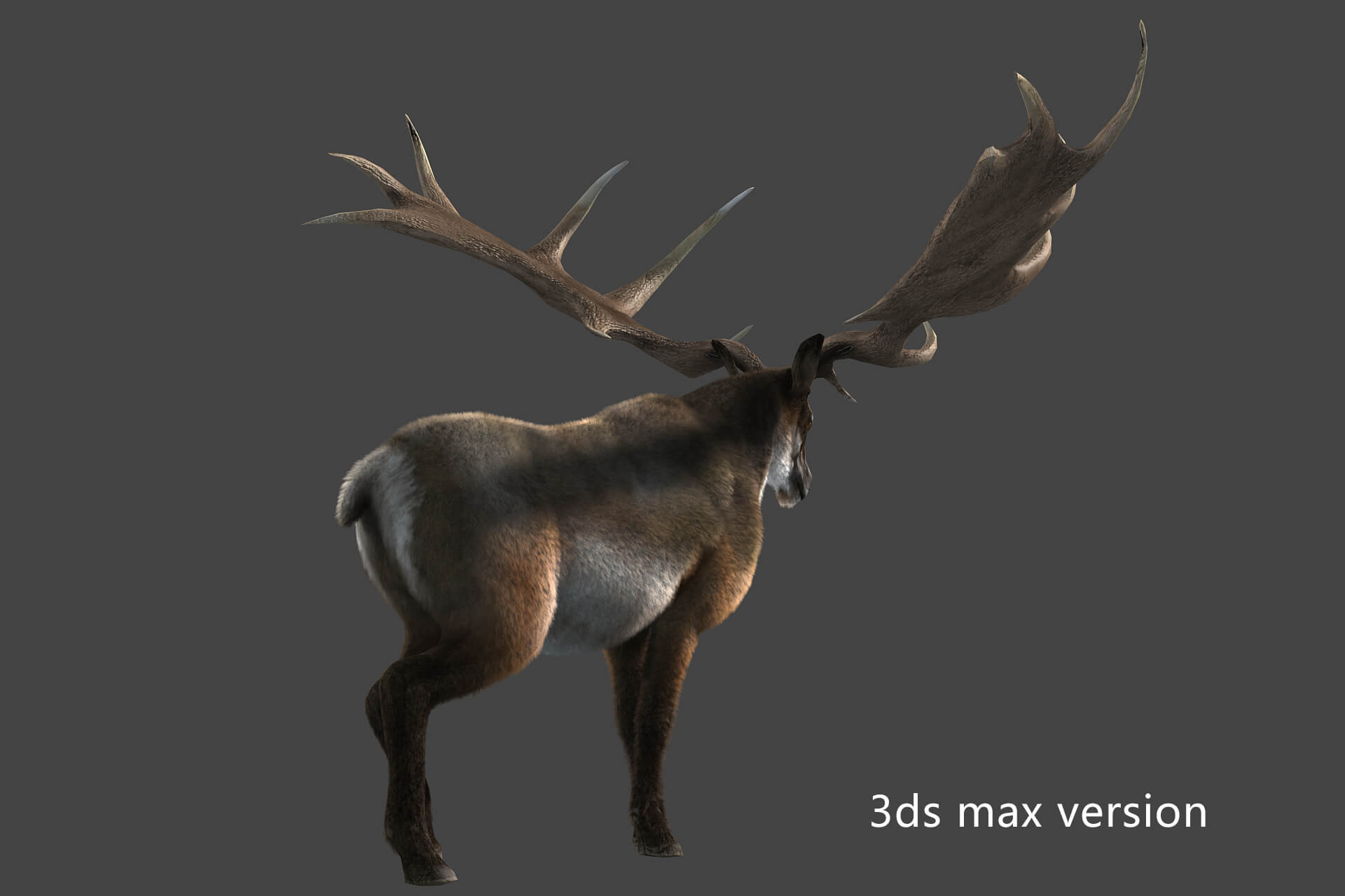 Megaloceros Elk Deer Moose 3D Model