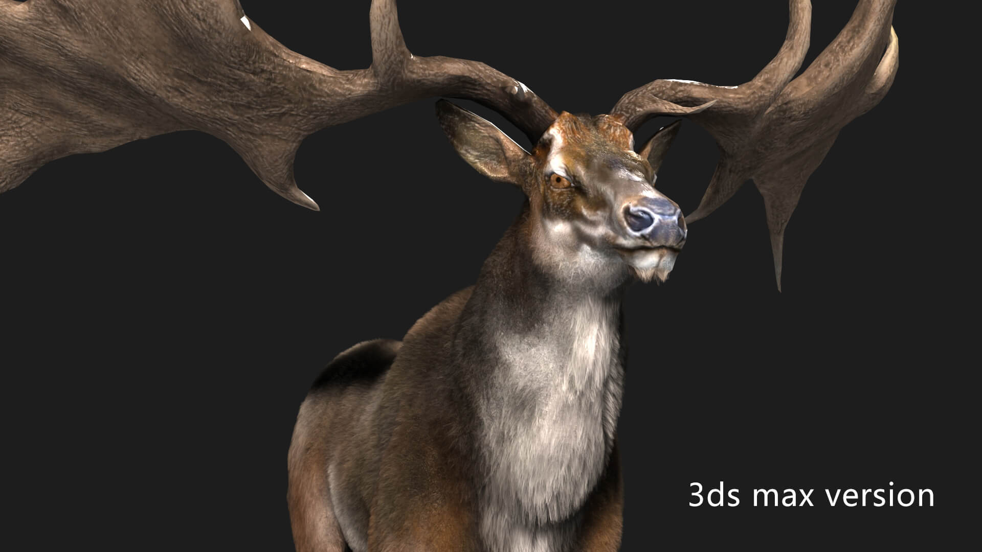 Megaloceros Elk Deer Moose 3D Model