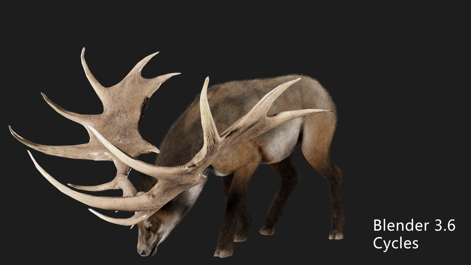 Megaloceros Elk Deer Moose 3D Model