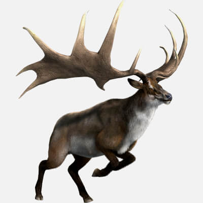 Megaloceros Elk Deer Moose