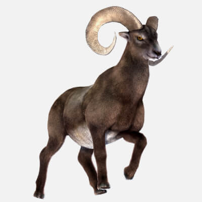 Rigged Goat Ram Sheep