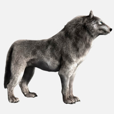 Wolf Wild Dog Husky Beast Howl Hair