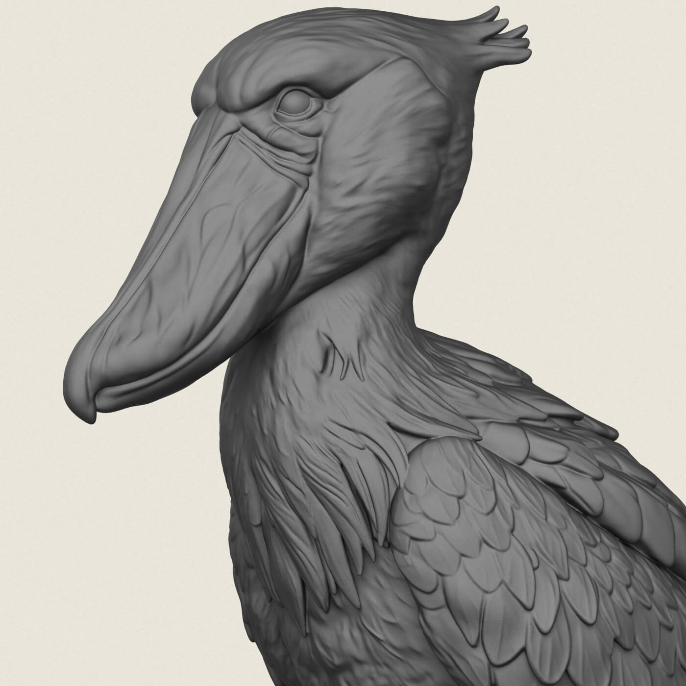 Shoebill Bird 3D Model