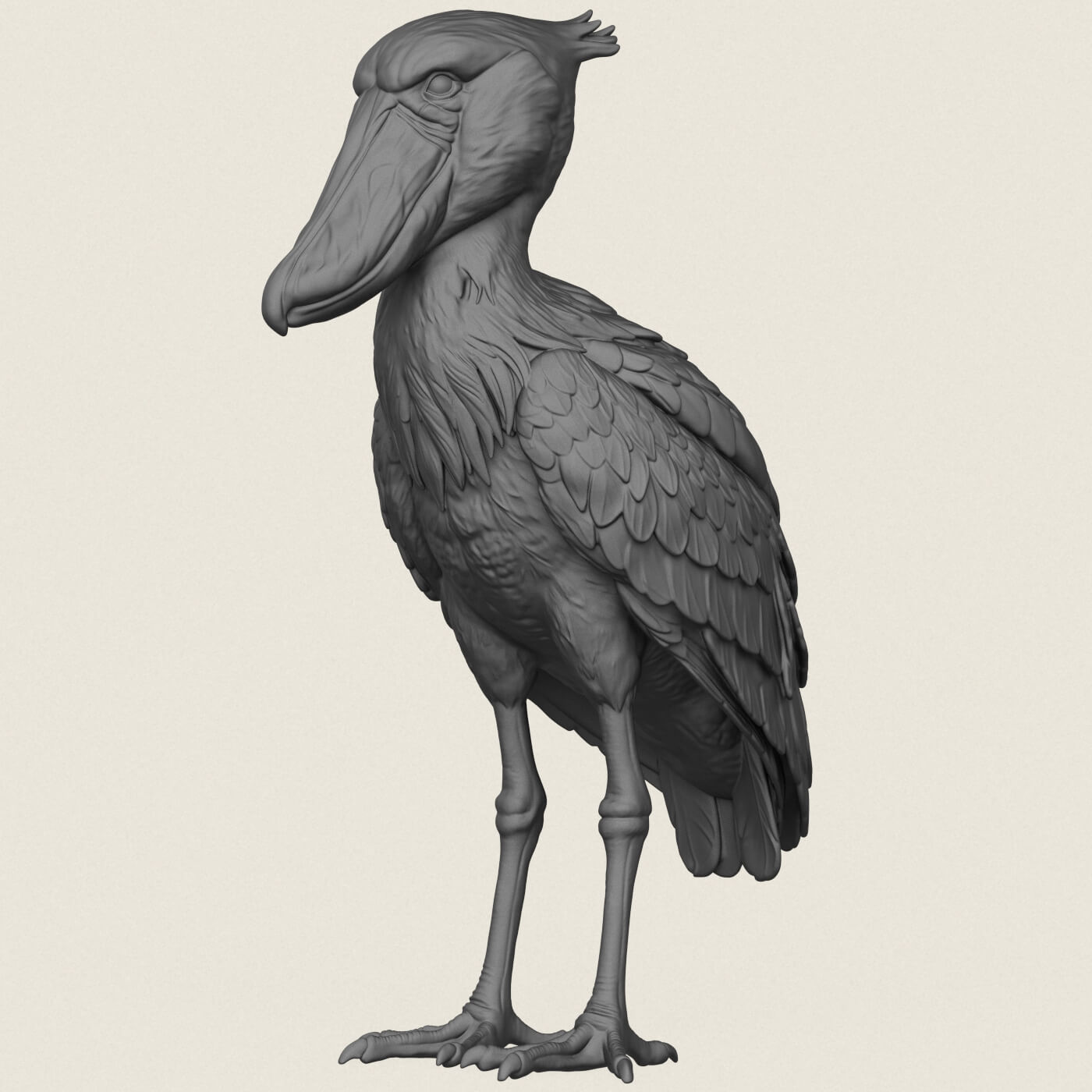 Shoebill Bird 3D Model