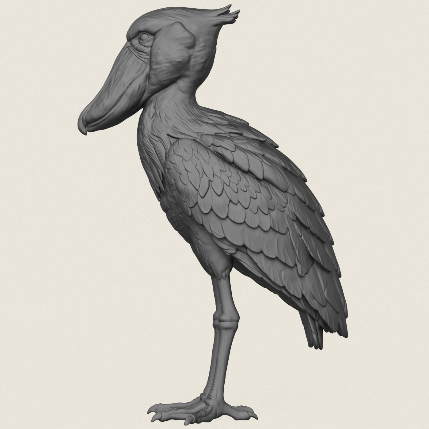 Shoebill Bird 3D Model