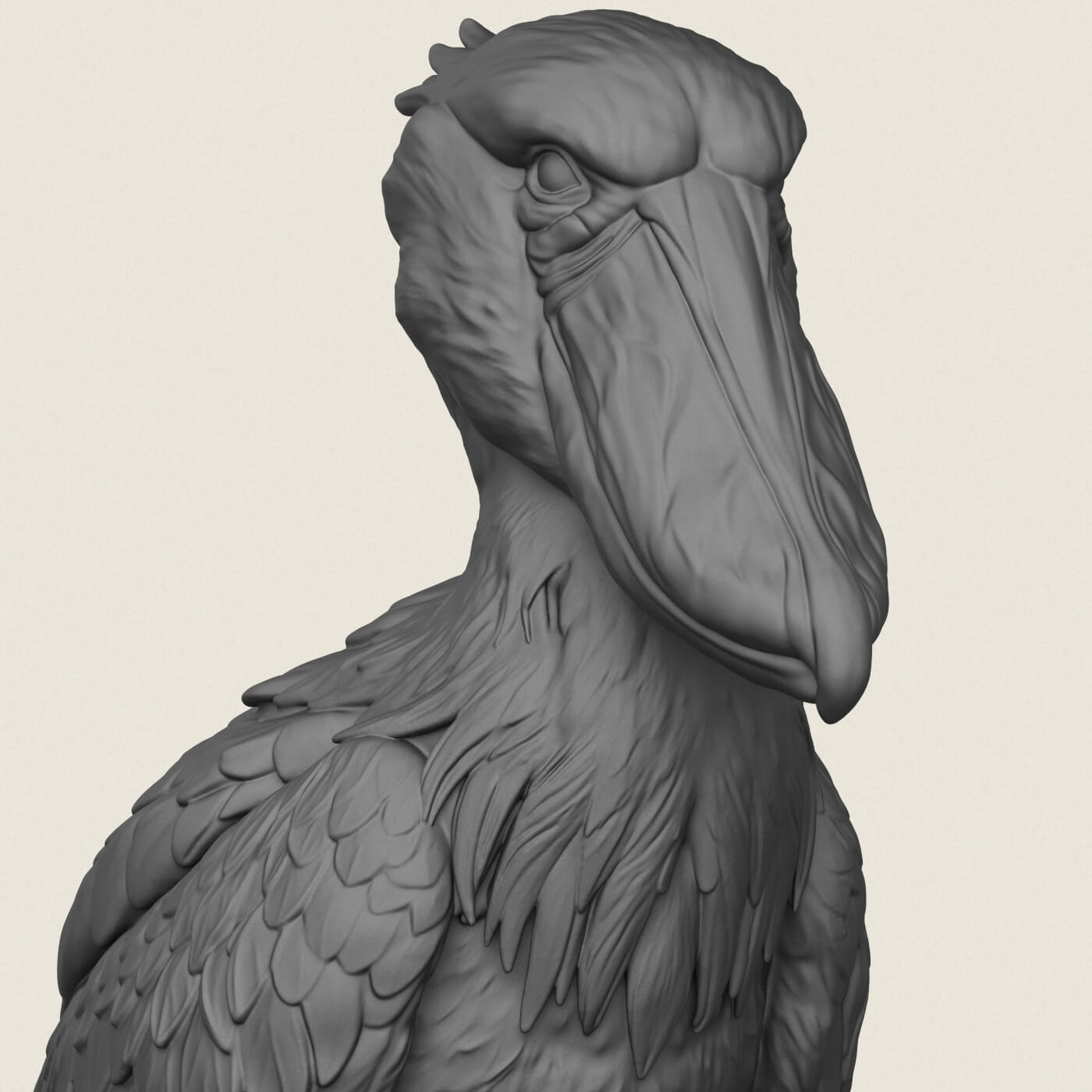 Shoebill Bird 3D Model