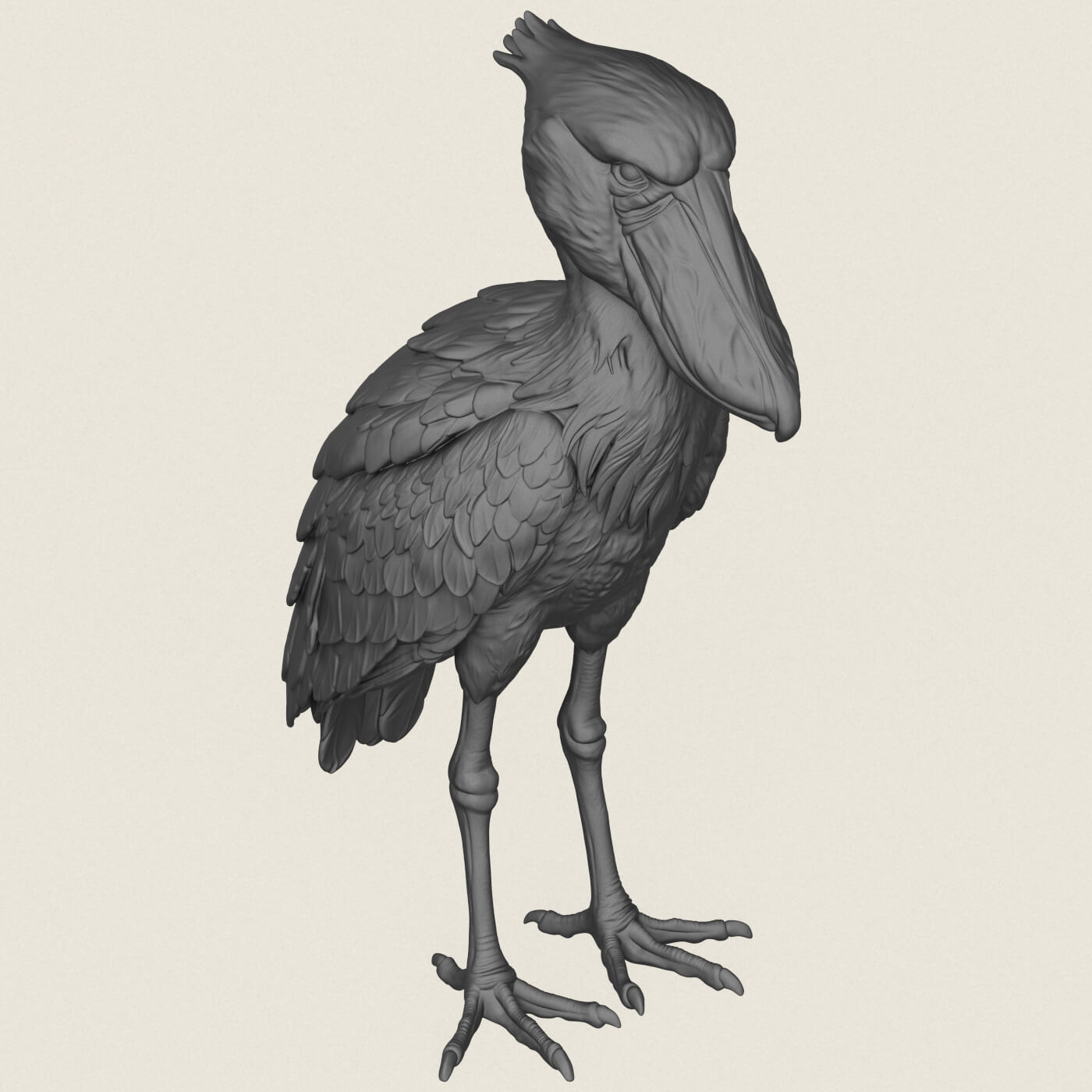 Shoebill Bird 3D Model