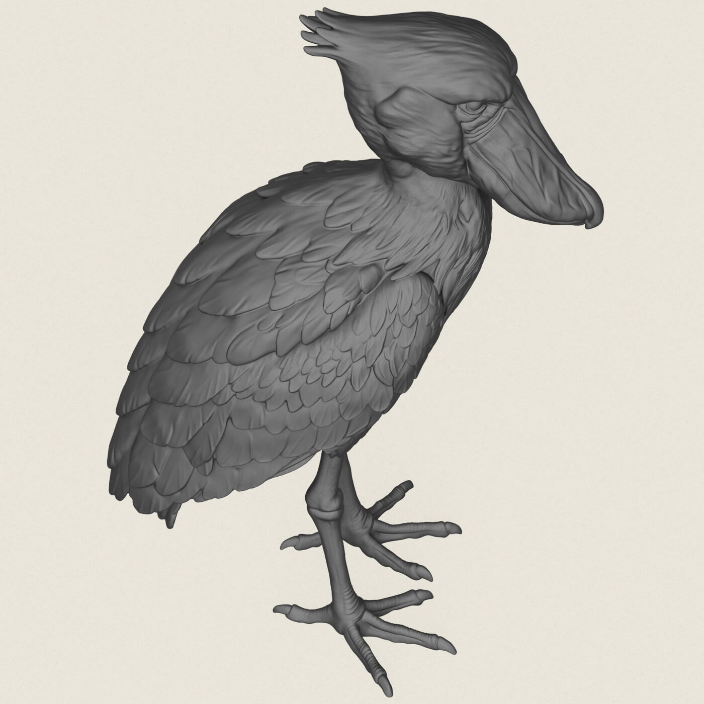 Shoebill Bird 3D Model