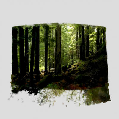 Jungle Trail Point Cloud