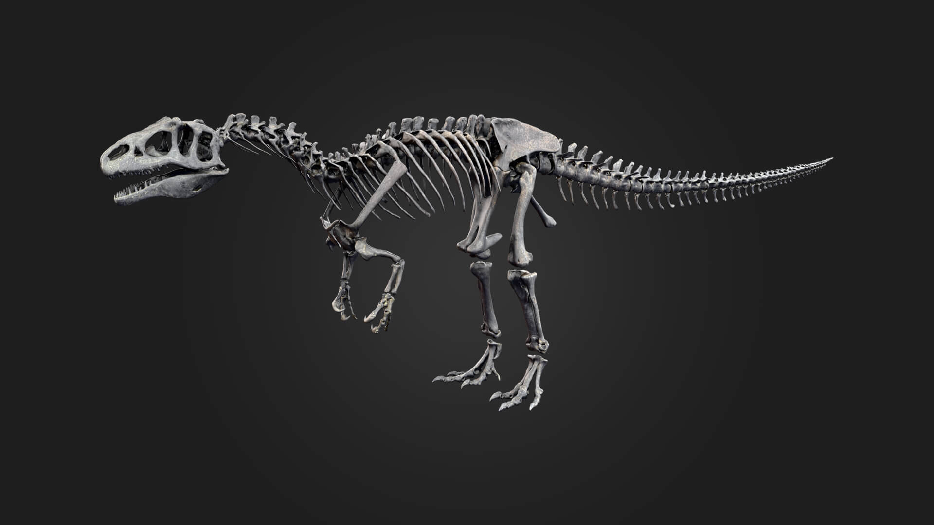 Allosaurus Skeleton 3D Model 3D Model
