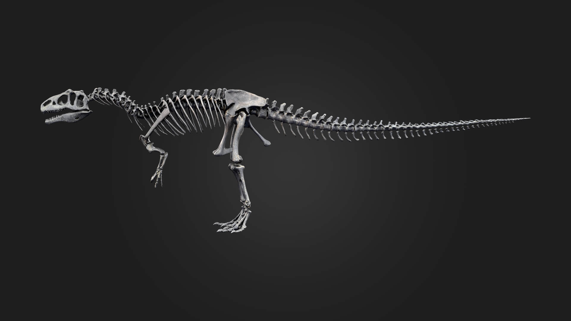 Allosaurus Skeleton 3D Model 3D Model