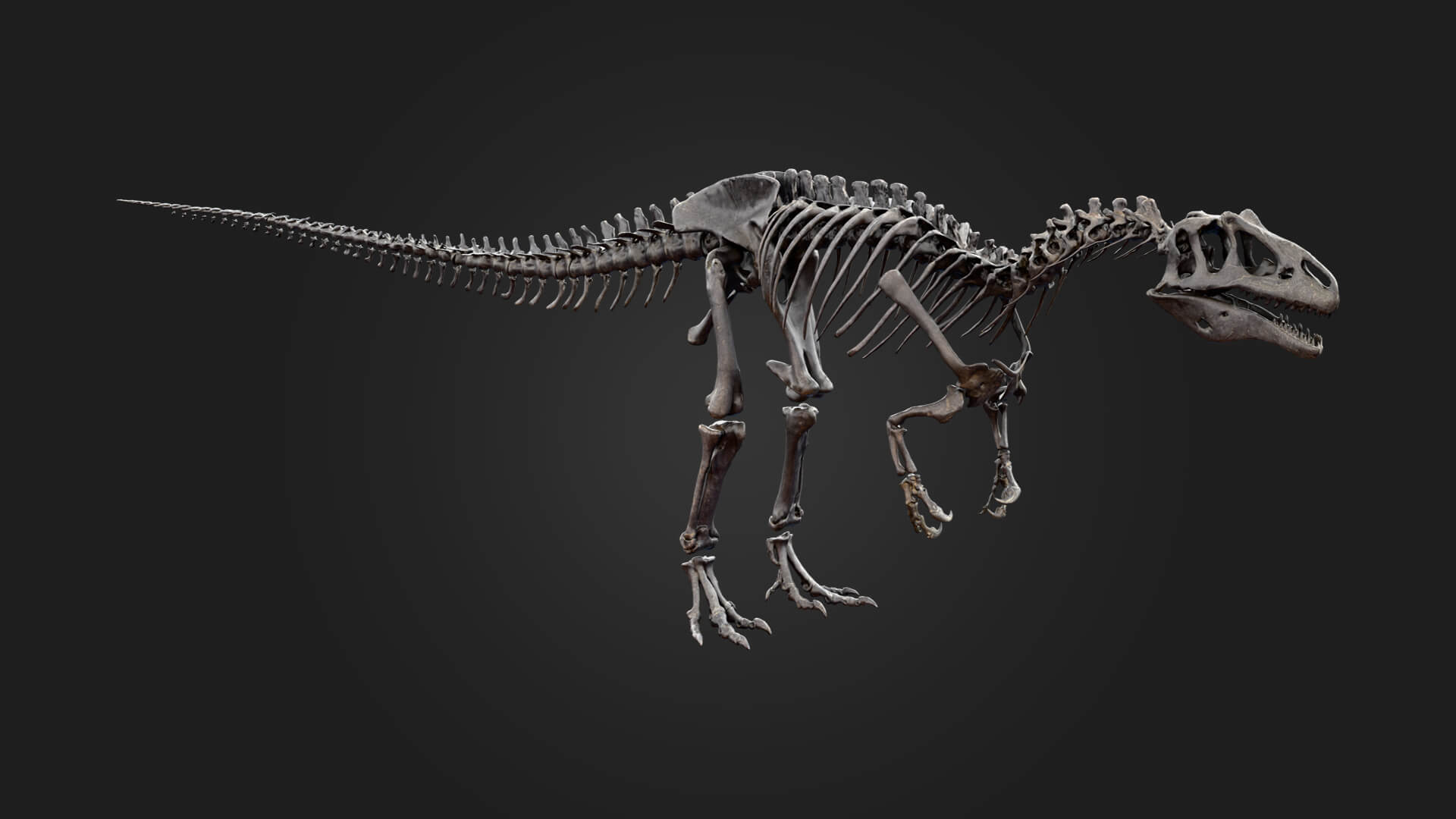 Allosaurus Skeleton 3D Model 3D Model