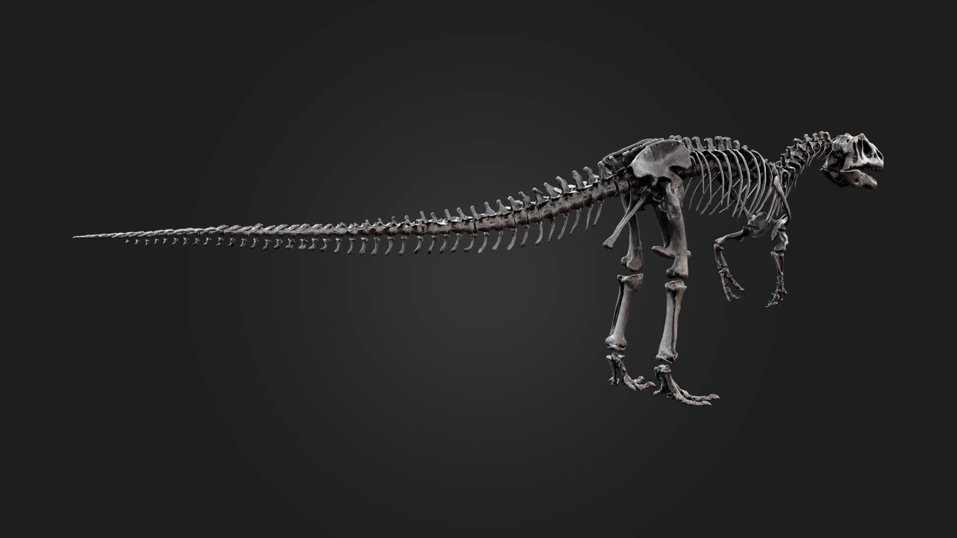 Allosaurus Skeleton 3D Model 3D Model