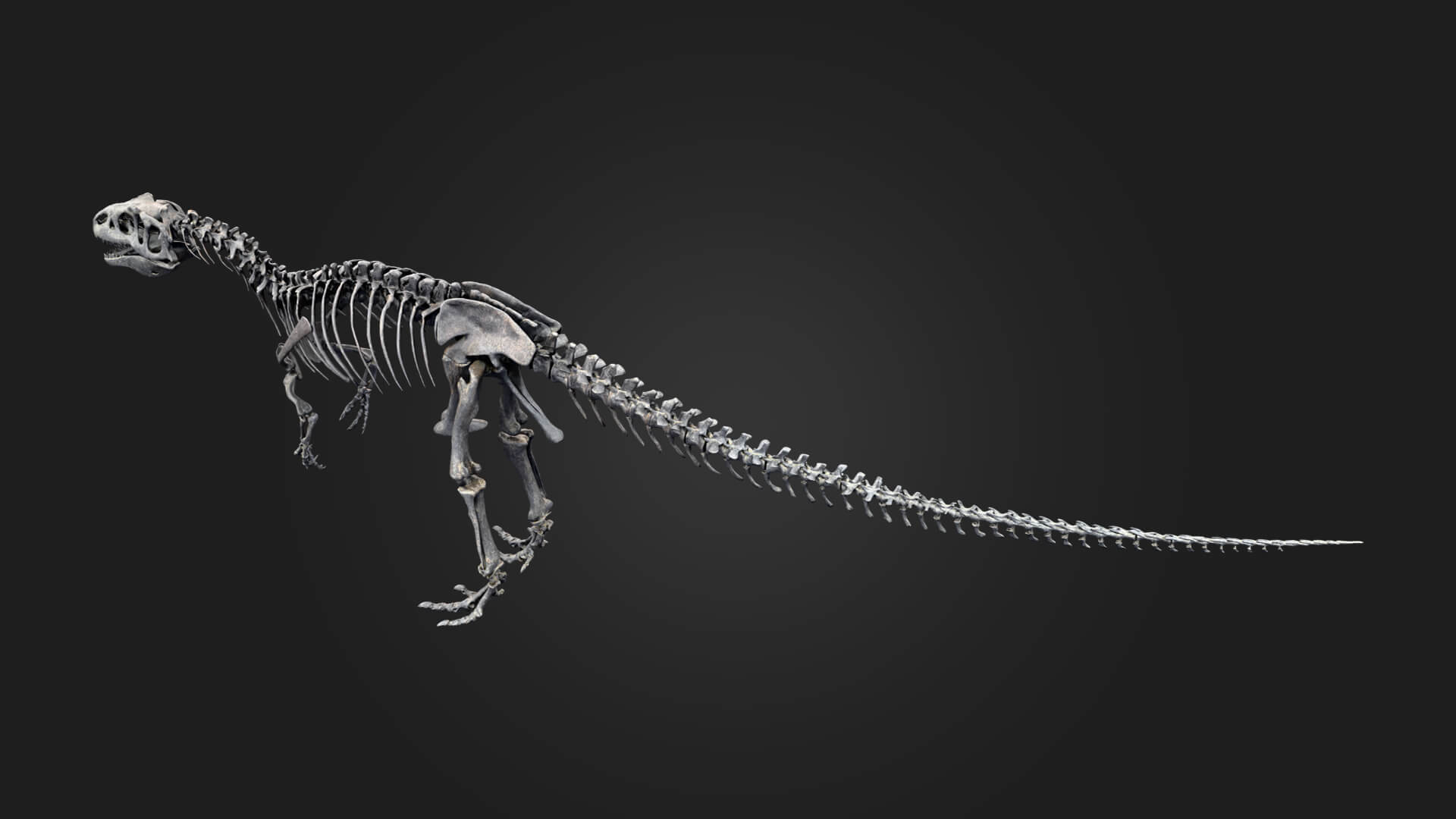 Allosaurus Skeleton 3D Model 3D Model