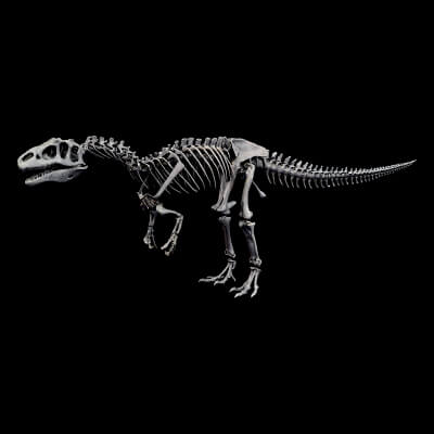 Allosaurus Skeleton 3D Model