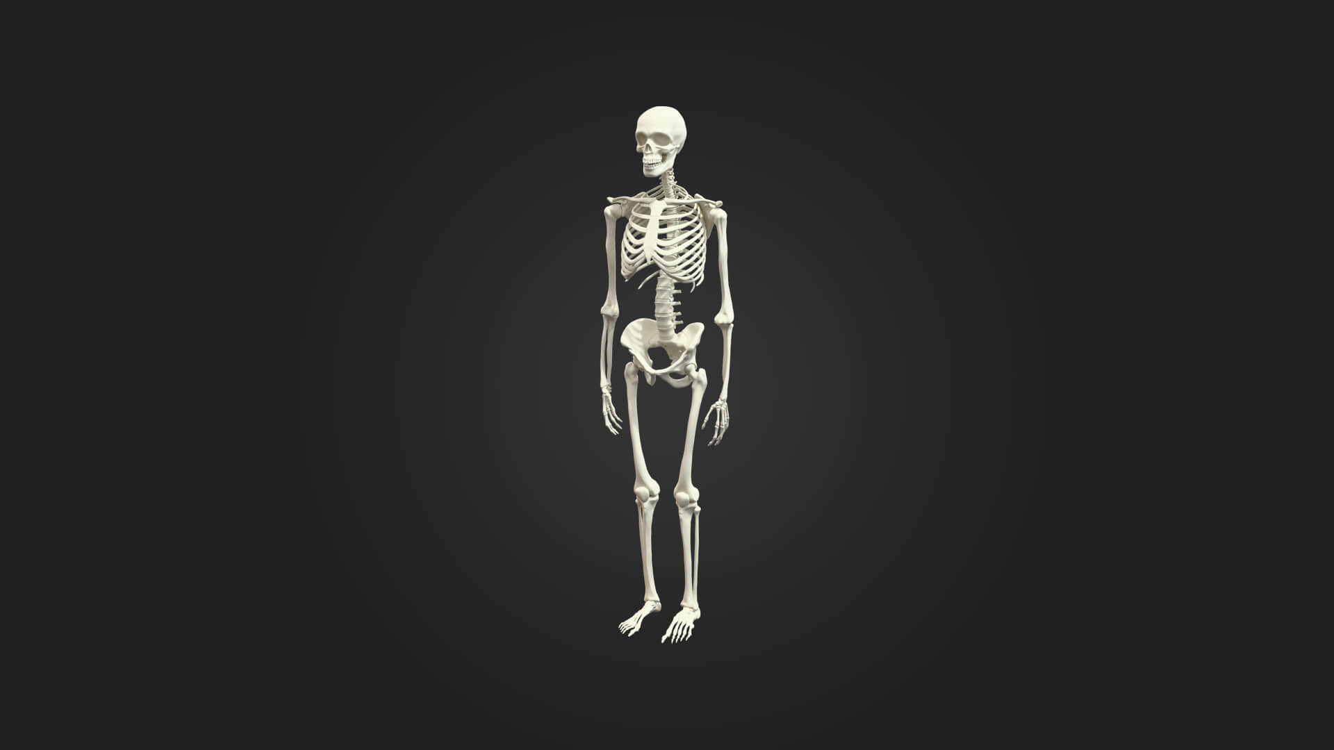 Human Skeleton 3D Model - Sculpture Monument and Game Asset 3D Model