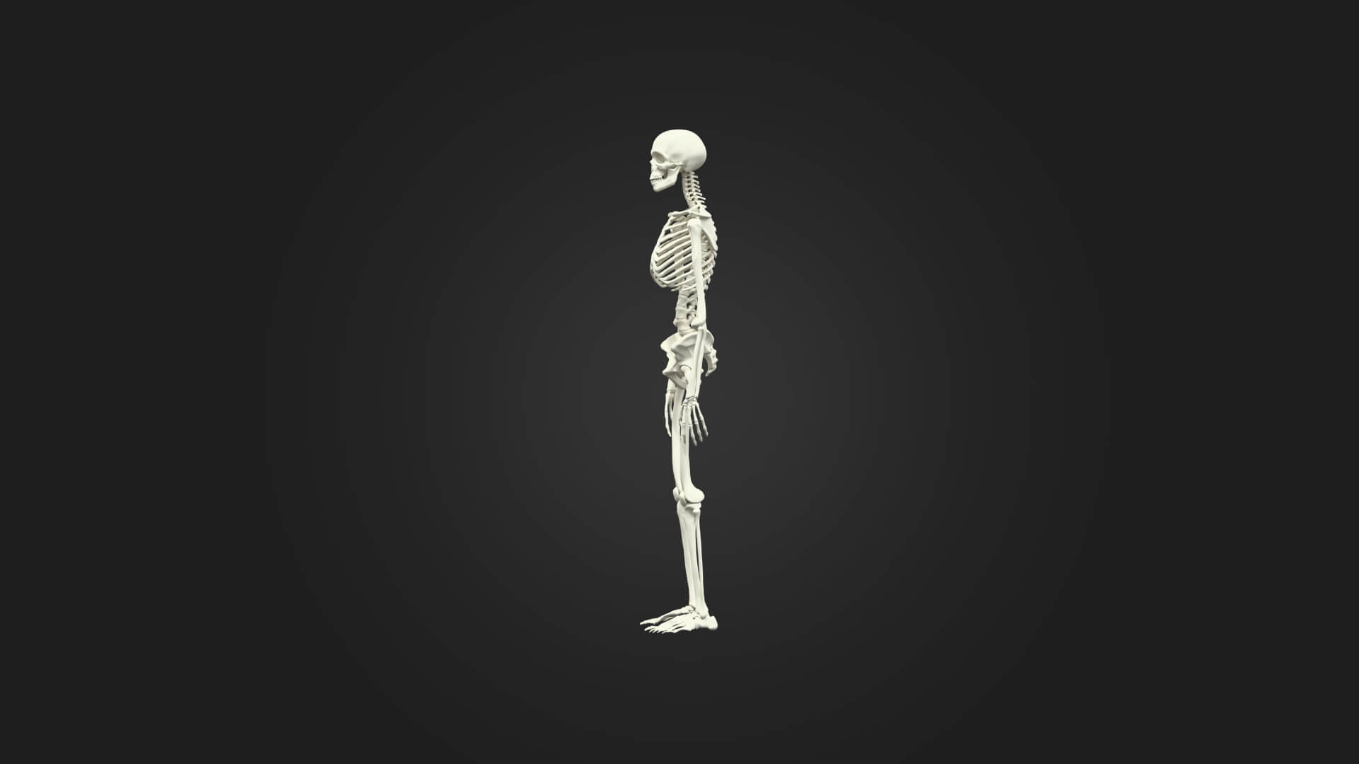 Human Skeleton 3D Model - Sculpture Monument and Game Asset 3D Model
