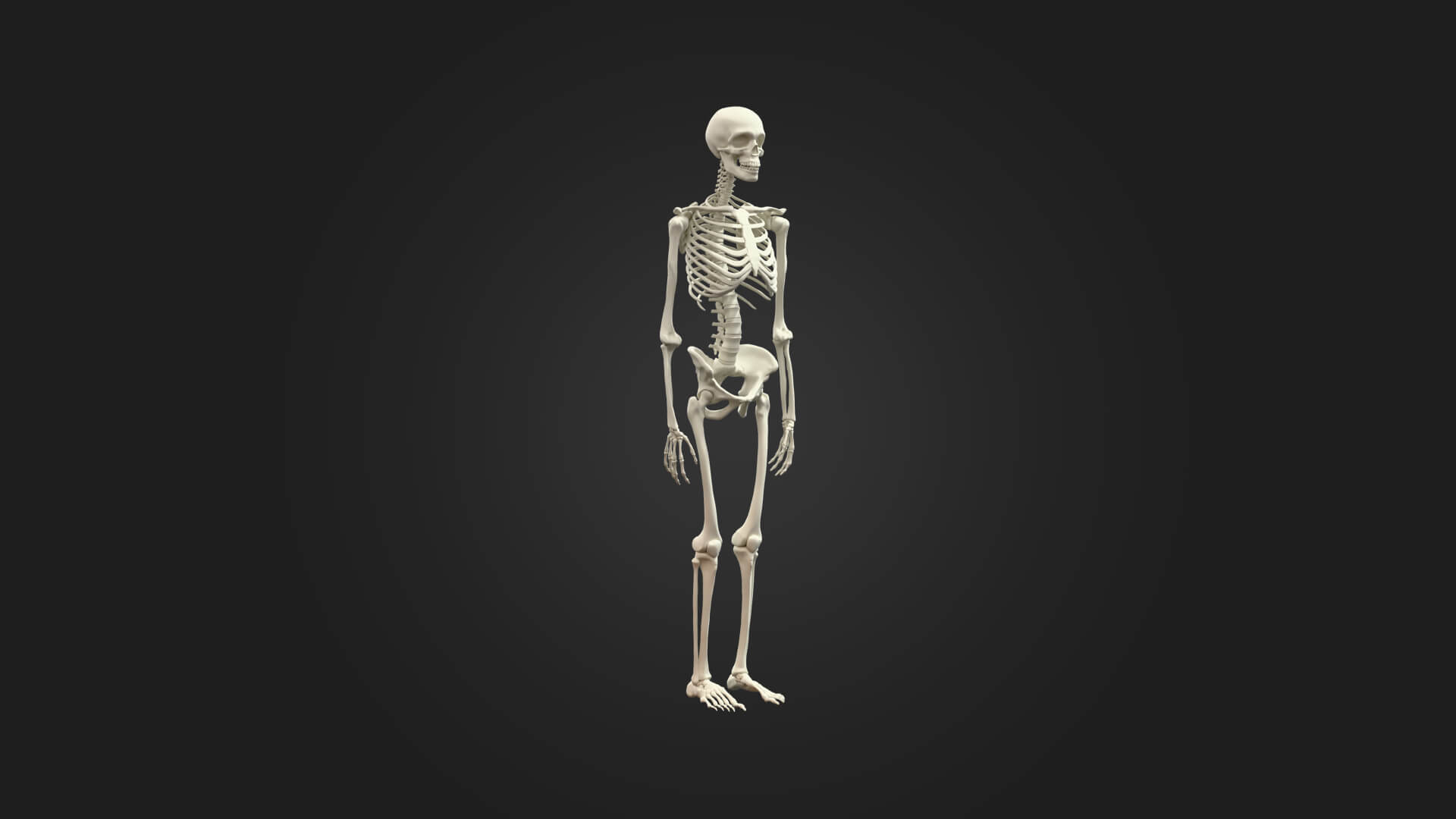 Human Skeleton 3D Model - Sculpture Monument and Game Asset 3D Model