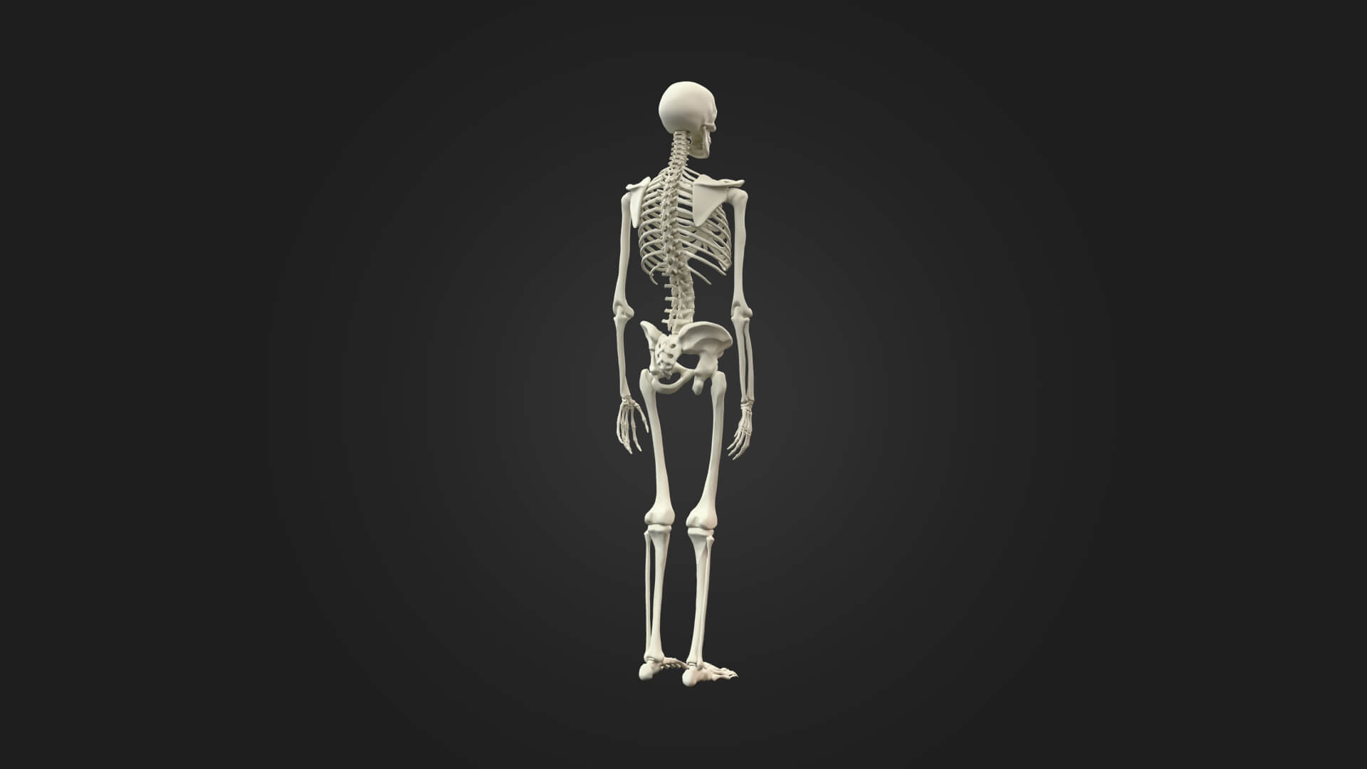 Human Skeleton 3D Model - Sculpture Monument and Game Asset 3D Model