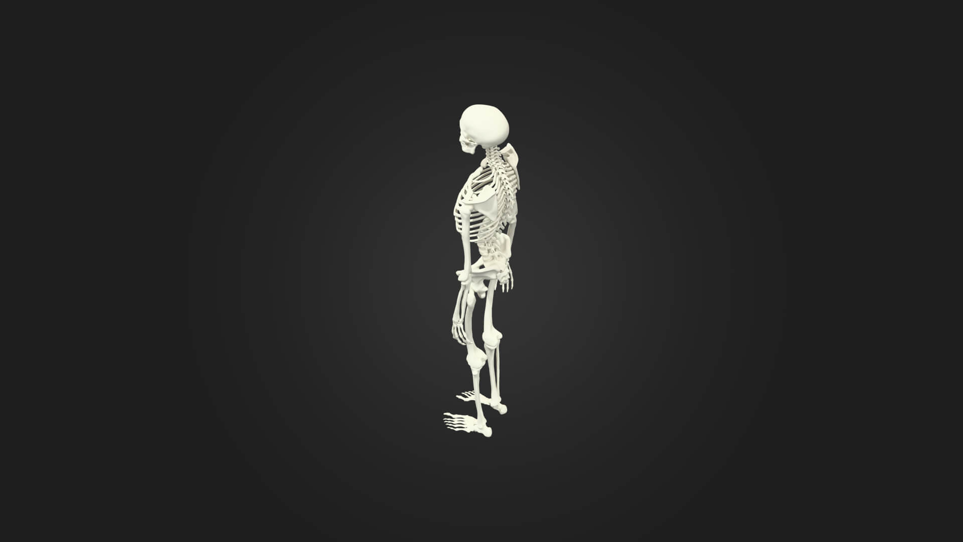 Human Skeleton 3D Model - Sculpture Monument and Game Asset 3D Model