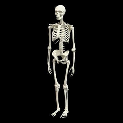 Human Skeleton 3D Model - Sculpture Monument and Game Asset