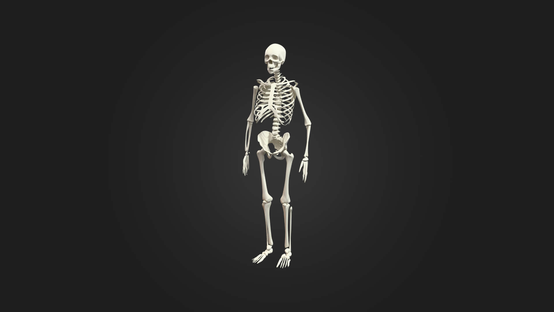 Human Skeleton 3D Model - Sculpture Monument &amp Game Asse 3D Model