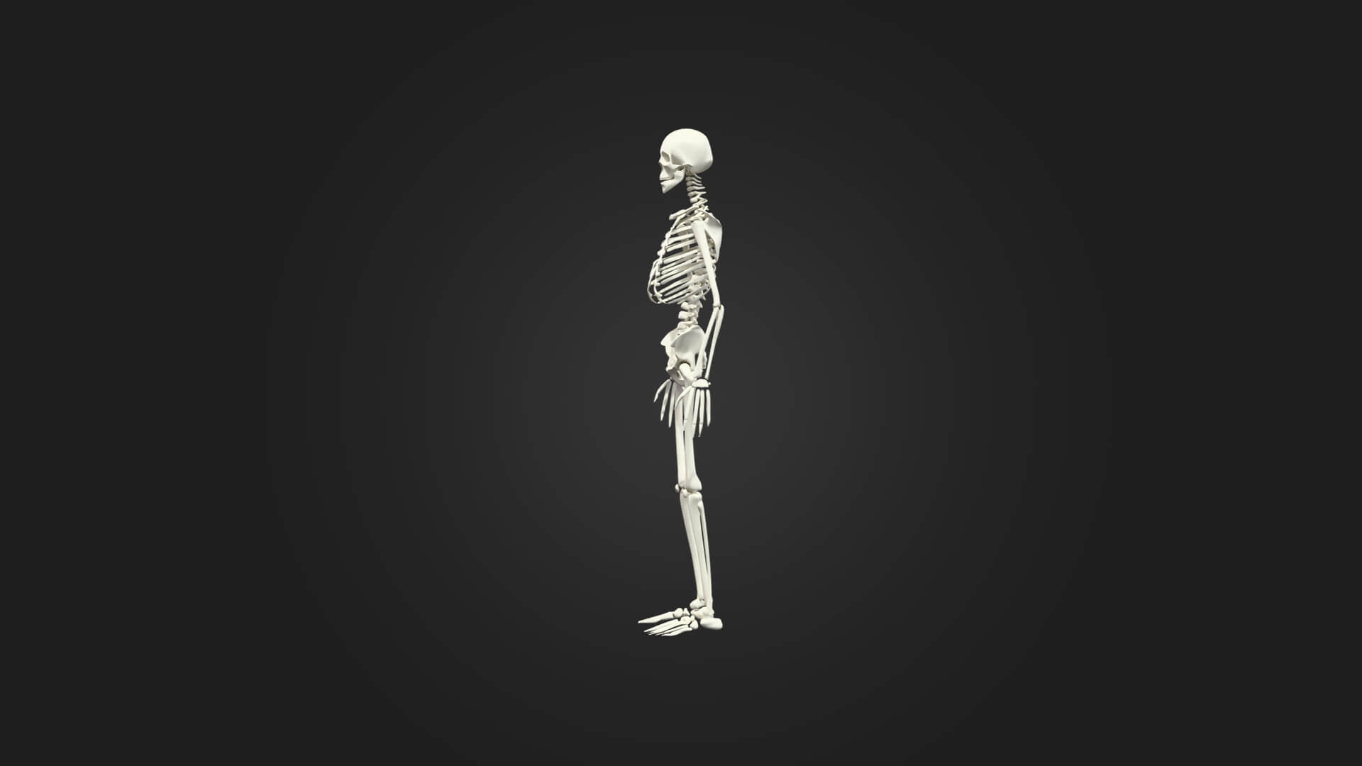 Human Skeleton 3D Model - Sculpture Monument &amp Game Asse 3D Model