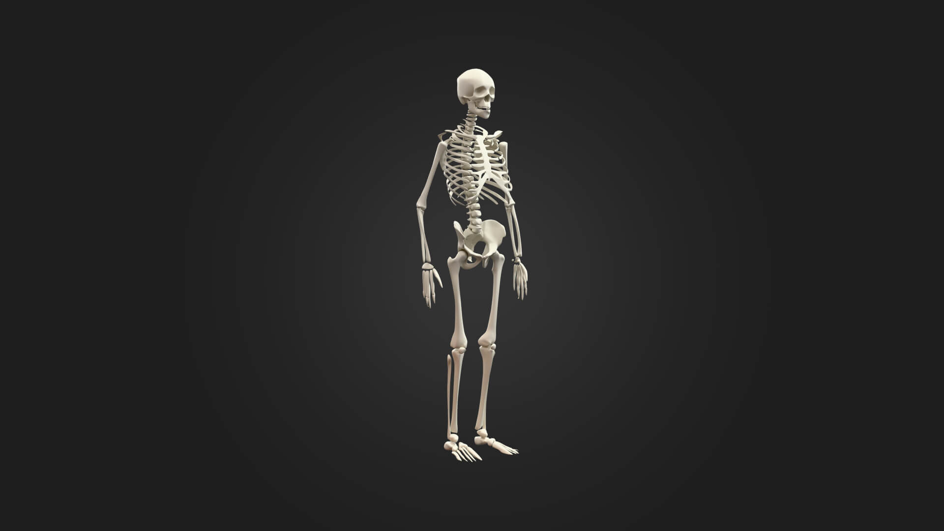 Human Skeleton 3D Model - Sculpture Monument & Game Asse 3D Model