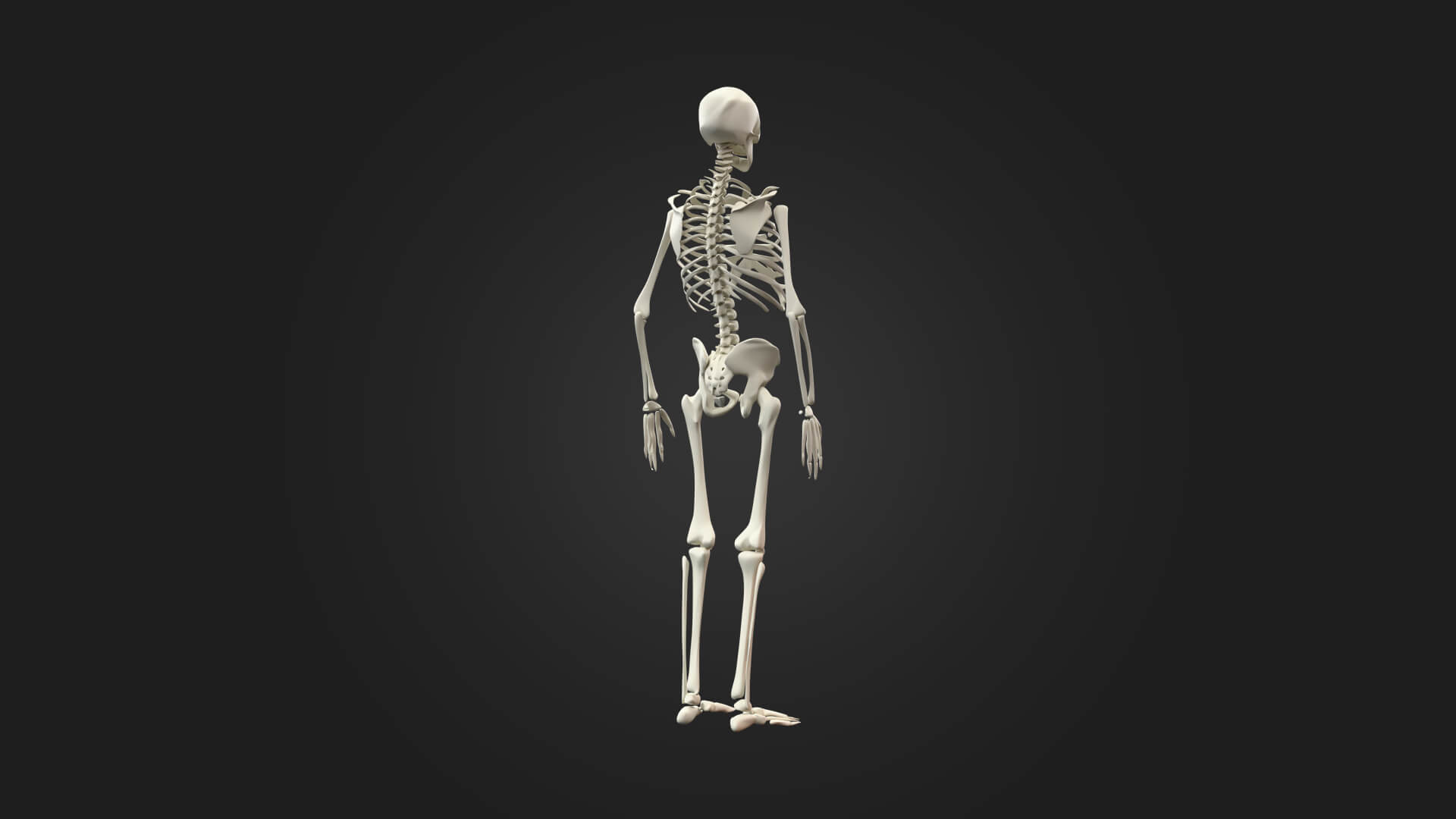 Human Skeleton 3D Model - Sculpture Monument &amp Game Asse 3D Model